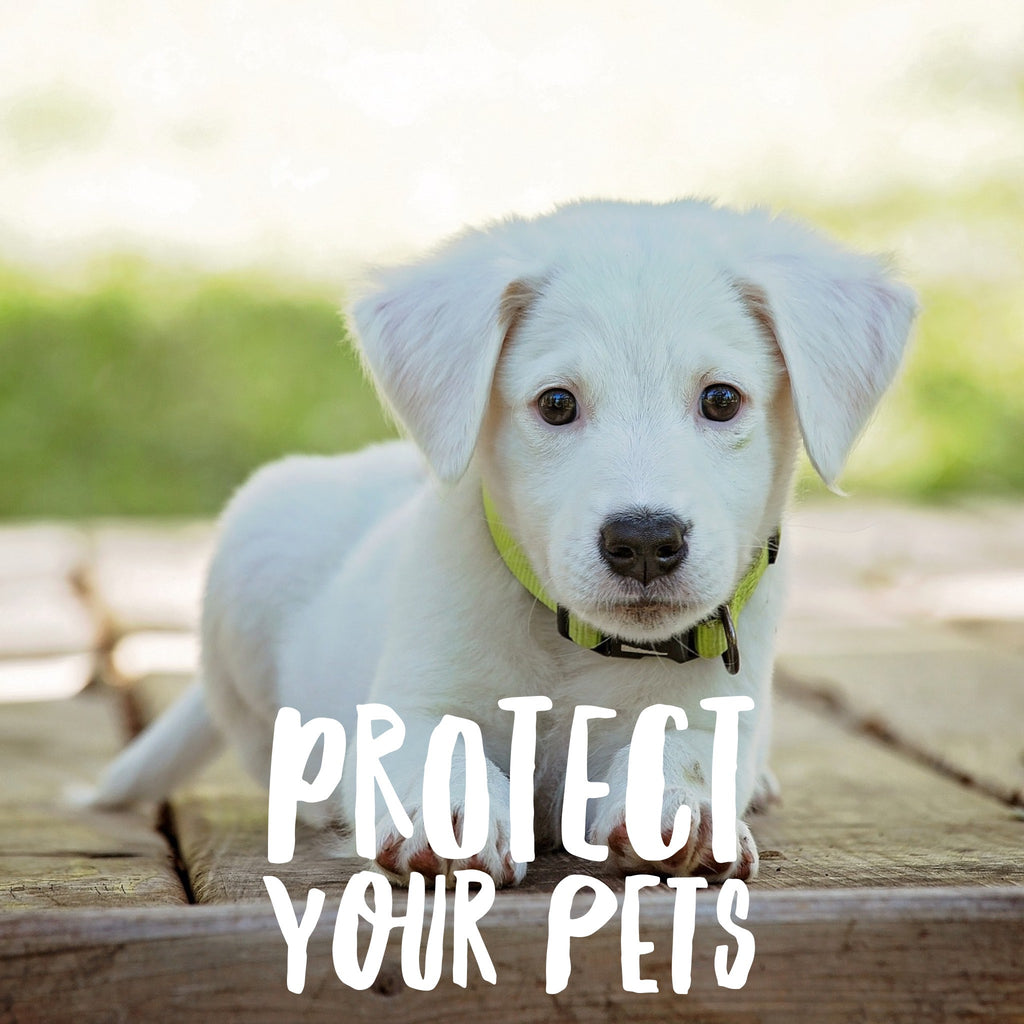 Bathroom cleaning products that are dangerous for pets